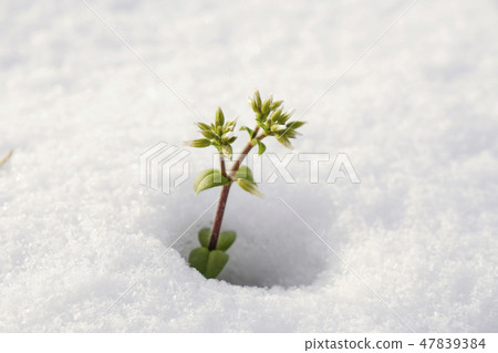 Miminagusa leaves face from the snow surface and waits for spring ... 2 Miminagusa leaves face from the snow surface and waits for spring ... 2 47839384