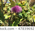 Flower trekking 47839692