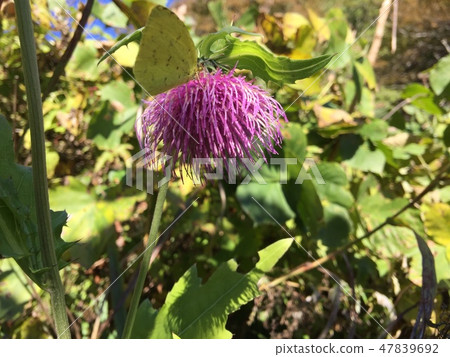 Flower trekking 47839692