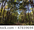 Forest 47839694