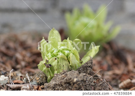 Fukinoto Fukinoto 47839884