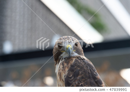 The isolated portrait of hawk 47839991