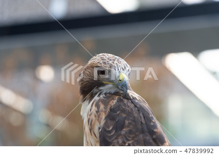 The isolated portrait of hawk The isolated portrait of hawk 47839992