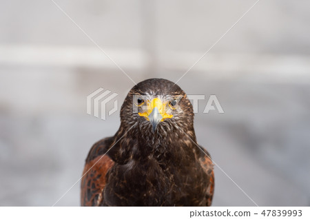 The hawk straight face expression of eye 47839993