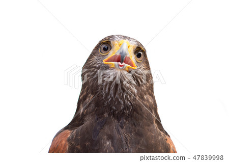 The isolated portrait of hawk The isolated portrait of hawk 47839998