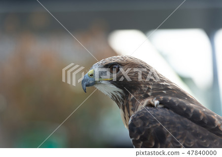 The isolated portrait of hawk The isolated portrait of hawk 47840000