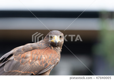 The hawk straight face expression of eye 47840005