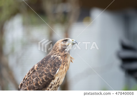 The isolated portrait of hawk The isolated portrait of hawk 47840008