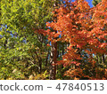 Autumn leaves 47840513