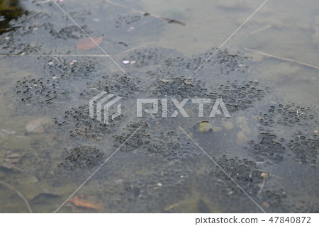 Frog · Spawning · Tadpoles · January · Pond · Egg · Baby · Mass Generation 47840872