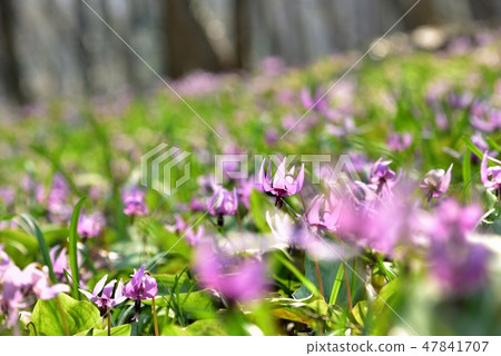 Katakuri's flower blooming Manyo leaves Nature park Katakuri no Sato Katakuri's flower blooming Manyo leaves Nature park Katakuri no Sato 47841707