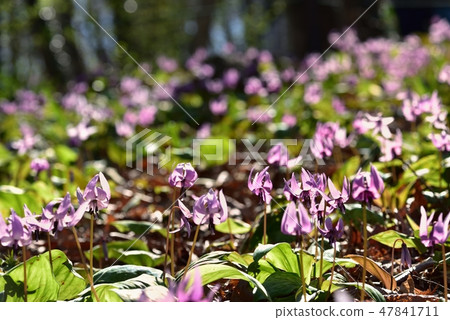 Katakuri's flower blooming Manyo leaves Nature park Katakuri no Sato 47841711