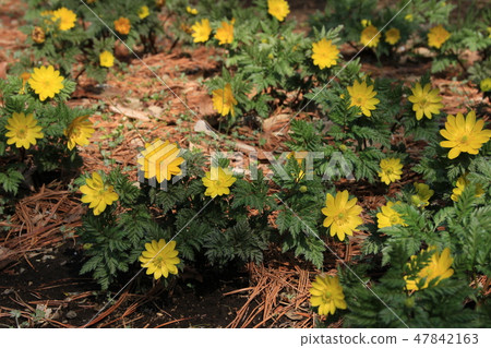 Spring breath Spring breath 47842163