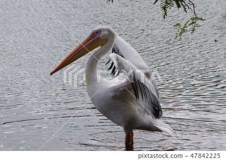 Pelican Pictures 47842225