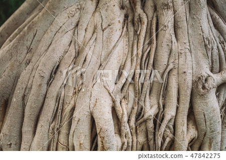Unusual trunk of old tree growing outdoors Unusual trunk of old tree growing outdoors 47842275