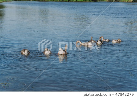 Group of healthy geese swimming happily in water Group of healthy geese swimming happily in water 47842279