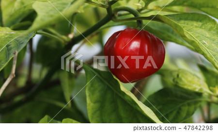 Goshiki Capsicum Goshiki Capsicum 47842298