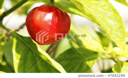 Goshiki Capsicum Goshiki Capsicum 47842299