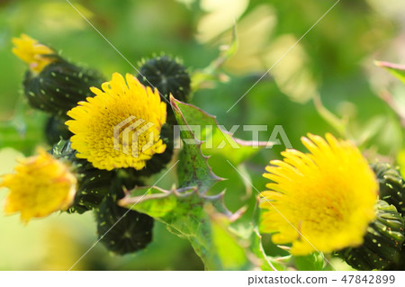 Flowers and buds of Oninagi Flowers and buds of Oninagi 47842899