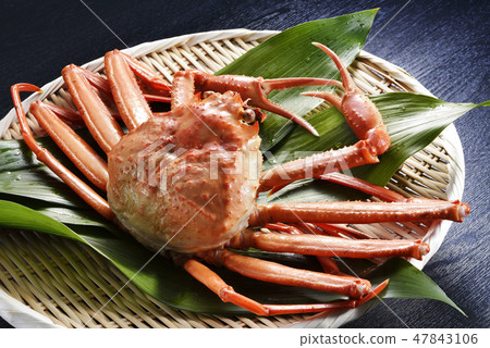Snow crab Snow crab 47843106