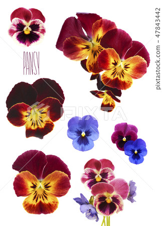 Pansy flowers 47843442
