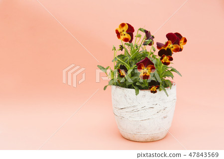 三色堇花盆 三色堇花盆 47843569