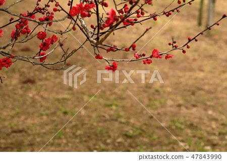 Plum plum Plum plum 47843990