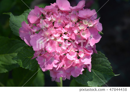 French hydrangea French hydrangea 47844438