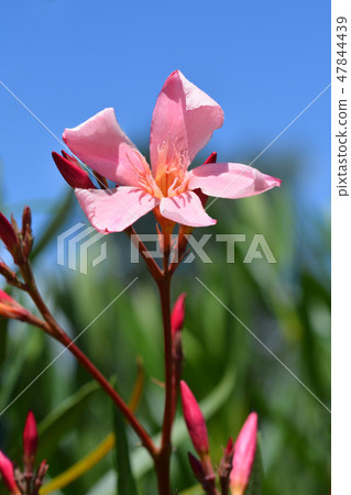 Common oleander Common oleander 47844439