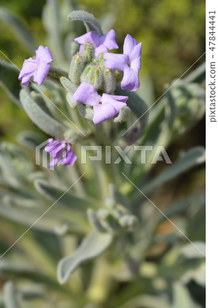 Hoary stock Hoary stock 47844441