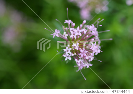 Caucasian crosswort Caucasian crosswort 47844444