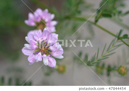 Purple crown vetch 47844454