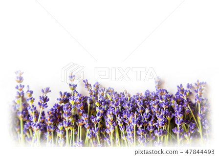 Row of lavender flowers on white background with copy space 47844493