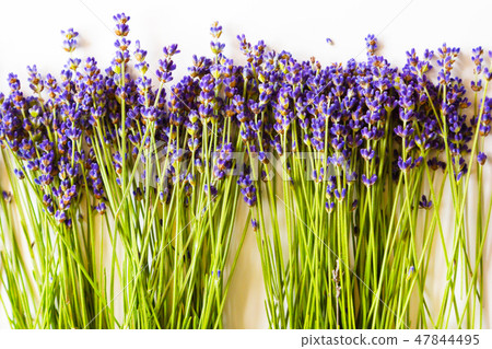Row of lavender flowers on white background 47844495
