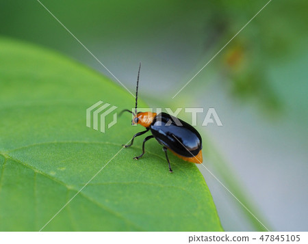 Black clams Black clams 47845105