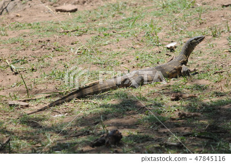 Kenya, Masai Mara, Safari, Nile lizard Kenya, Masai Mara, Safari, Nile lizard 47845116
