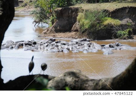 Kenya, Masai Mara, Safari, Hippopotamus river 47845122