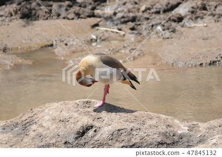 Egyptian cancer in Kenya, Masai Mara, Safari, Mara River 47845132
