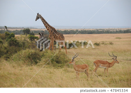 Kenya, Masai Mara, Safari, Impala and Masai Giraffe Kenya, Masai Mara, Safari, Impala and Masai Giraffe 47845334