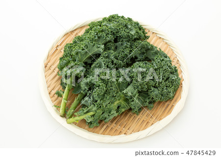 羽衣甘藍 47845429