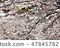 Cherry Blossoms   47845782