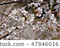 Cherry Blossoms   47846016