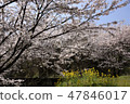 Cherry Blossoms   47846017