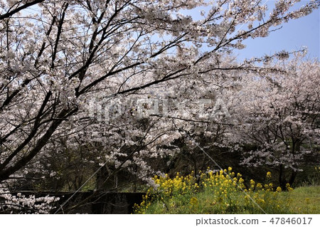 Cherry Blossoms Cherry Blossoms 47846017