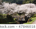 Cherry Blossoms   47846018