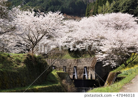 Cherry Blossoms Cherry Blossoms 47846018