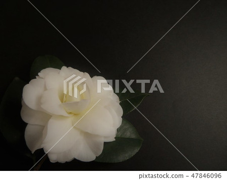 Camellia flower size Medium background black 47846096