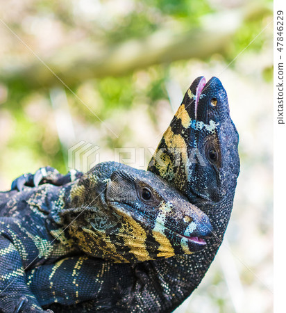 Two Lace Goannas fighting ferociously Two Lace Goannas fighting ferociously 47846229