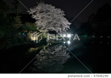 Zirakans Sakura Zirakans Sakura 47846290