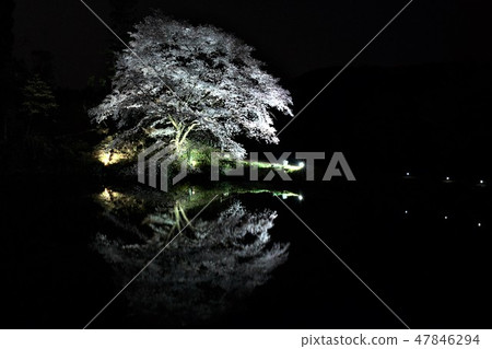 Zirakans Sakura 47846294